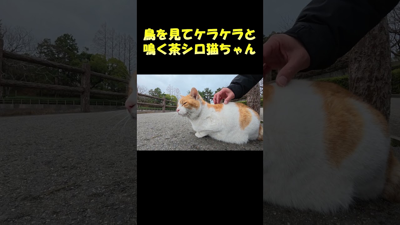 鳥を見てケラケラと鳴く茶シロ猫ちゃん #猫 #cat #ネコ