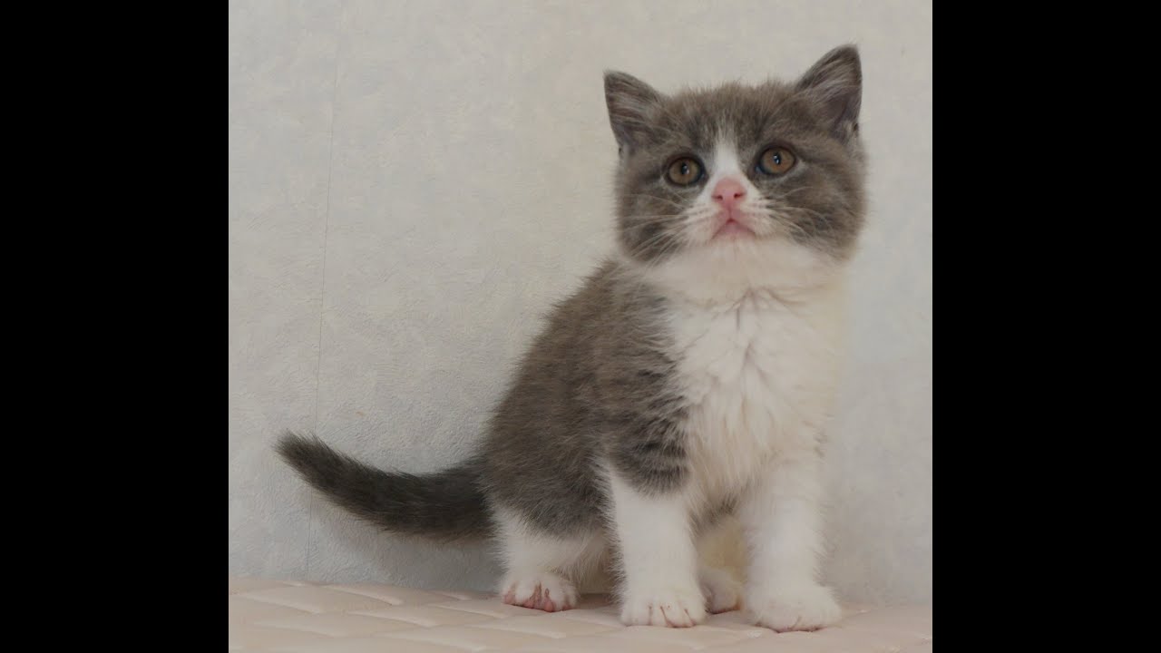 ブリティッシュショートヘアー子猫　British Shorthair　2024.12.14産まれ　ブルー＆ホワイト　男の子　シーダキャット猫のお店