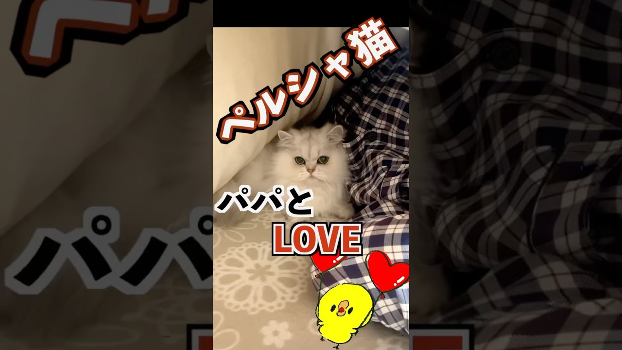 【ペルシャ猫】猫の正直すぎる寝床選びにおばちゃんちょっとかなり傷ついちゃう😅#ペルシャ猫#persiancat