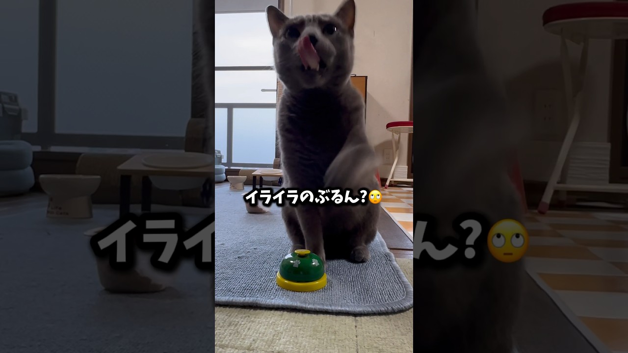 【ロシアンブルー】めろん今朝のベル押し🛎️こんな感じ🤭【猫】#shorts