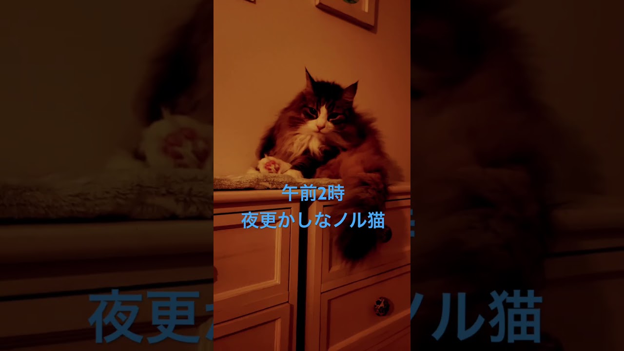 #shorts #short #ノルウェージャンフォレストキャット #猫のいる暮らし #cat #cats #猫
