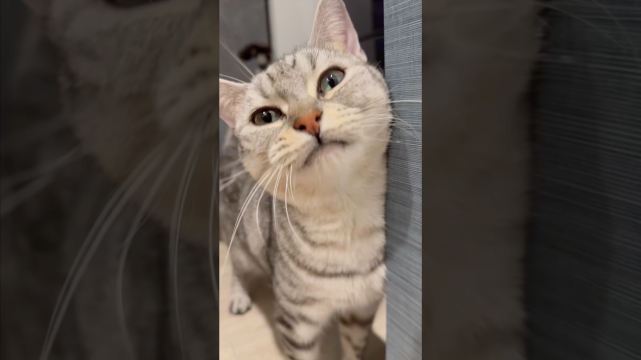 パパ帰宅で大喜びするマンチカン!! #shorts #猫 #cat