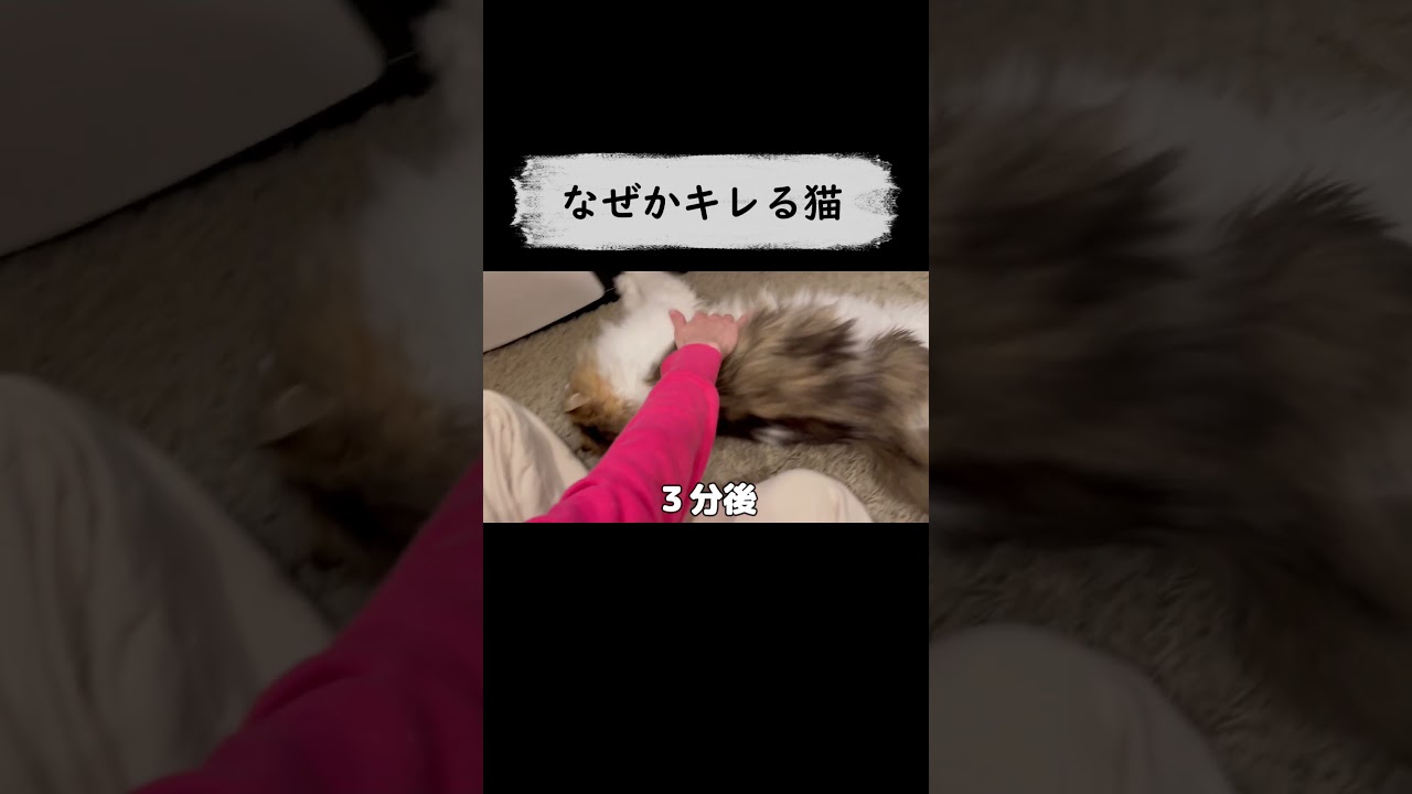 飼い主を困らせる猫の不思議な反応 #サイベリアン #猫 #子猫