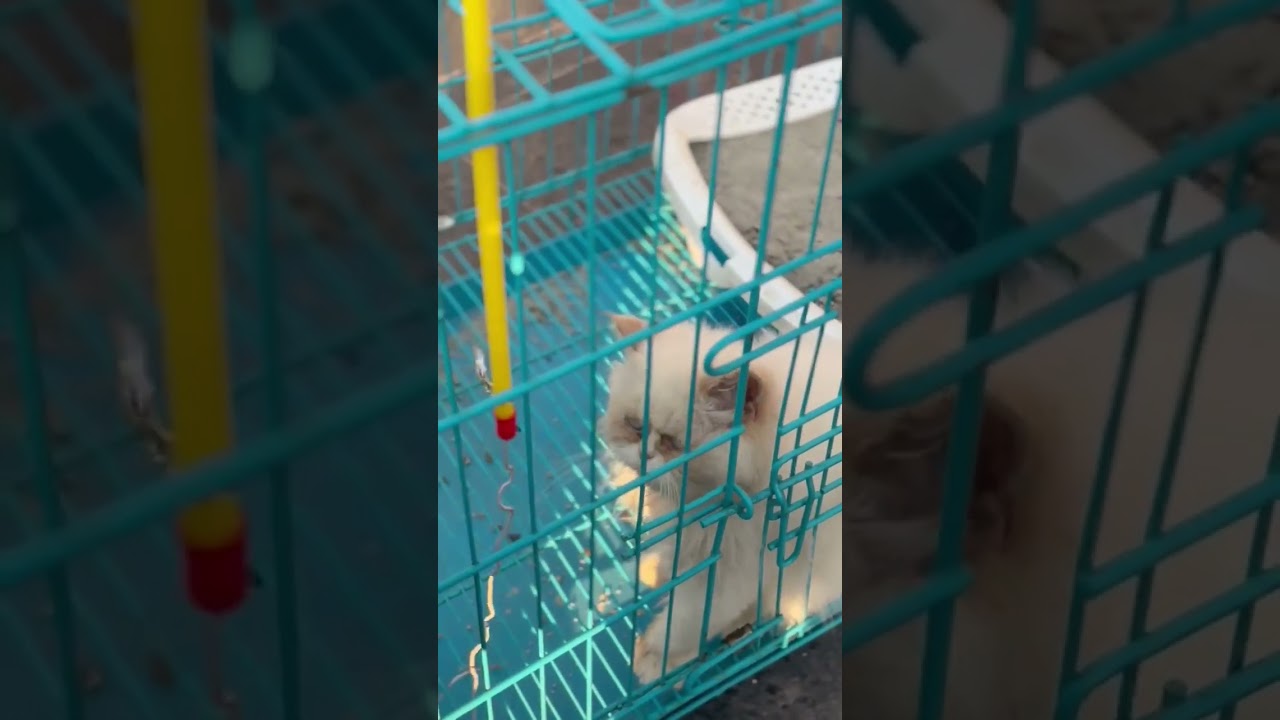 The way she catches it😂🥰#cats #cutepets #catlover #catspodcast #shorts #sorts #ytshorts #viralshorts