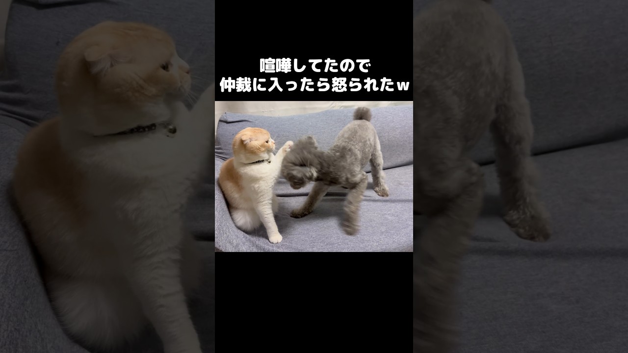 猫と犬が喧嘩してたので仲裁に入ったら怒られた...#shorts