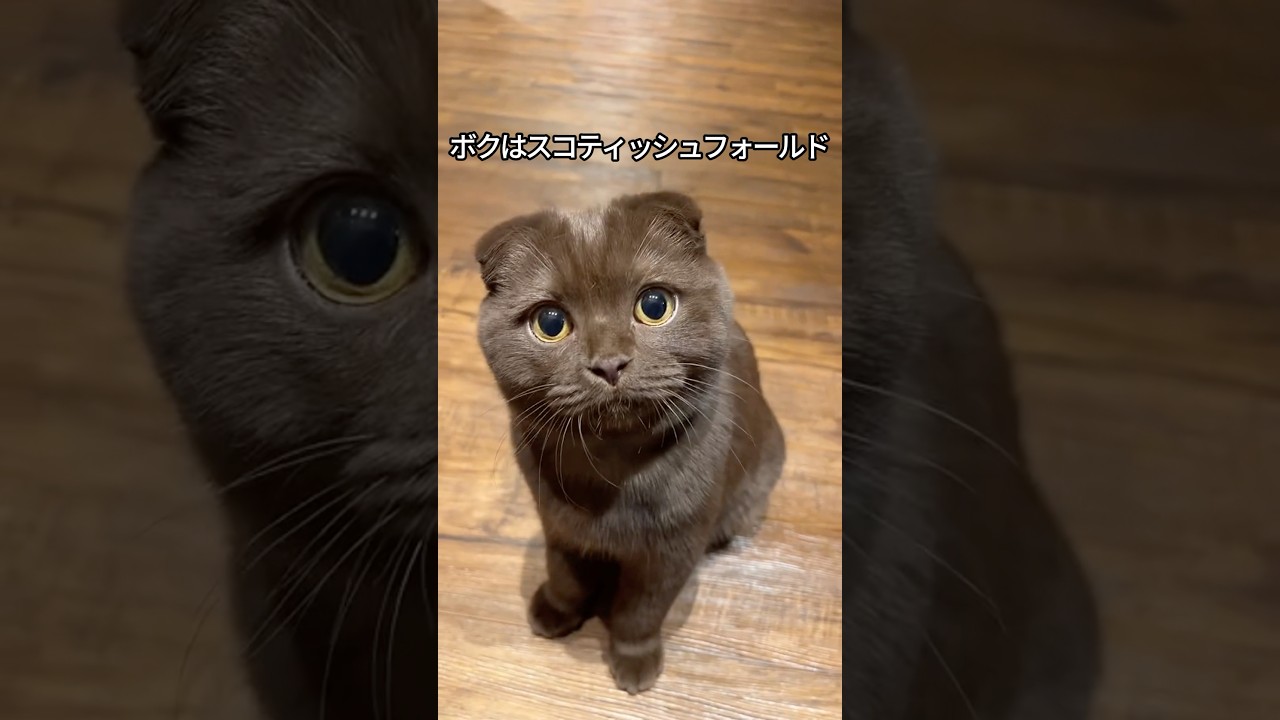 【まんまる】スコティッシュフォールドの可愛さがわかる1分解説