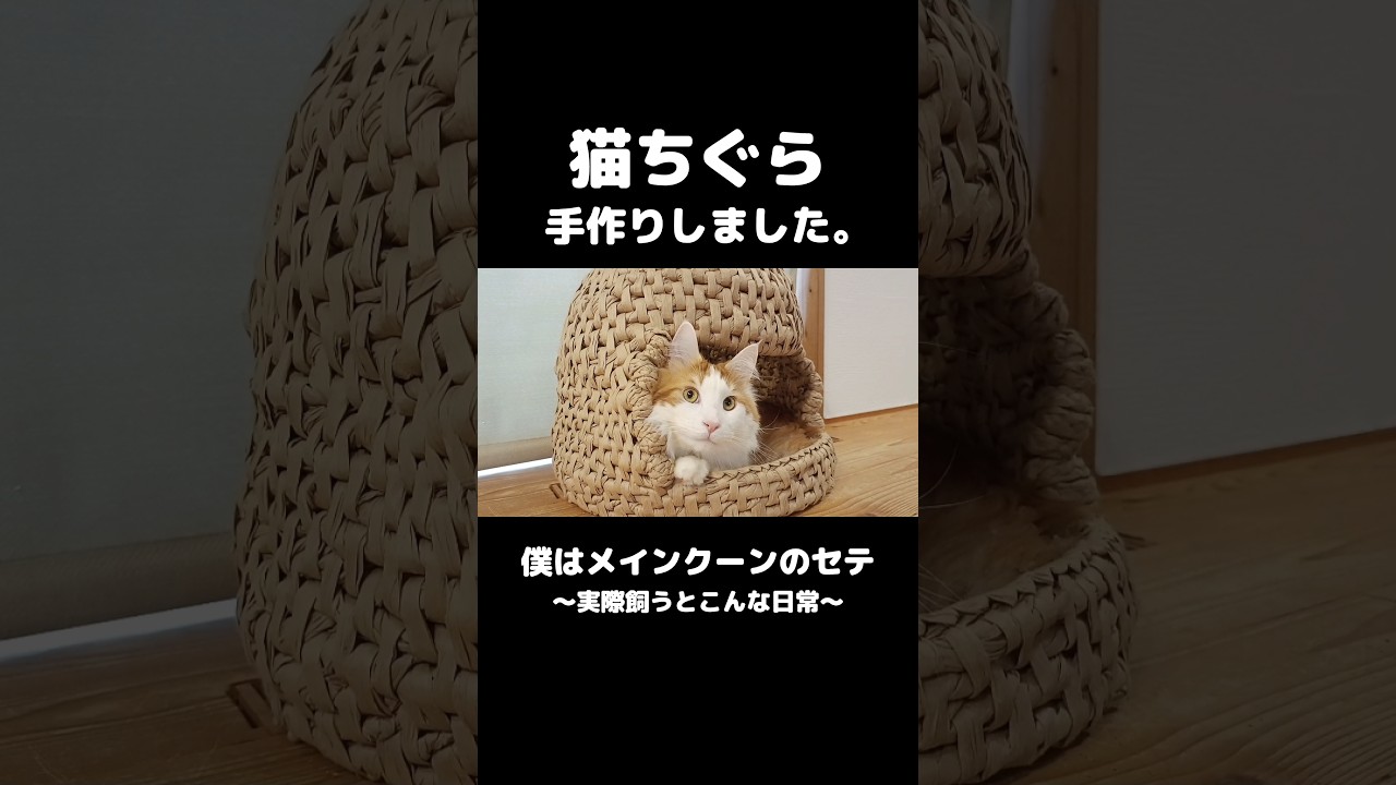 大きめの猫ちぐら #メインクーン #猫のいる暮らし #mainecoon #cat