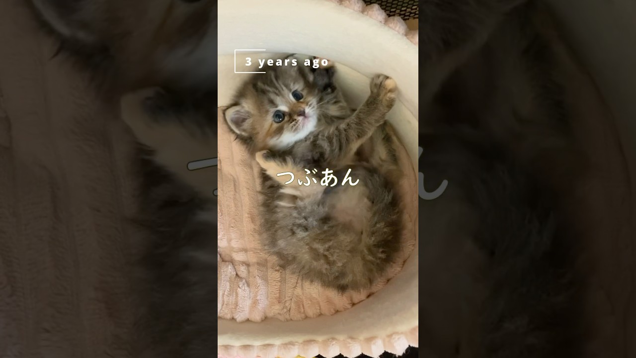 あんこ４姉弟の成長【サイベリアン・多頭飼い】 #shorts #サイベリアン #猫 #成長 #あんこ４姉弟