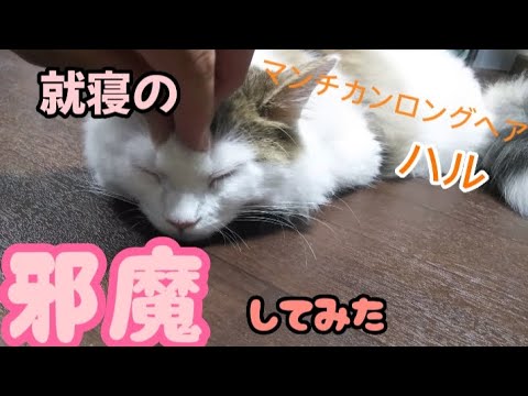 就寝の邪魔しました。マンチカンロングヘアハル