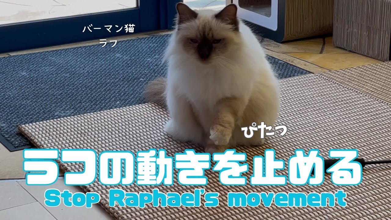 バーマン猫ラフ【ラフの動きを止める】Stop Raphael's movement（バーマン猫）Birman/Cat