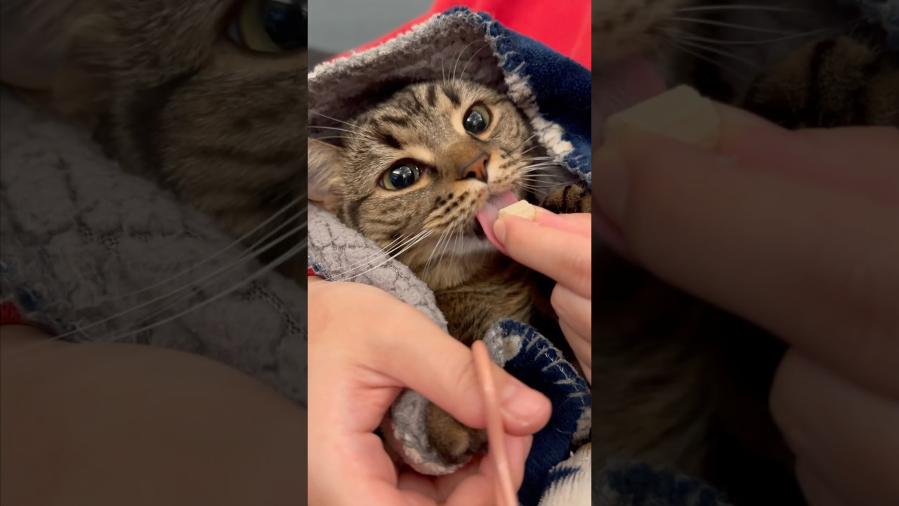 可愛すぎるスコティッシュの爪切り!! #shorts #猫 #cat