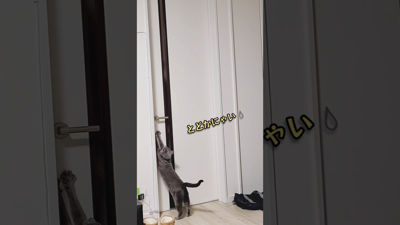 兄者をお出迎えする猫 ロシアンブルー