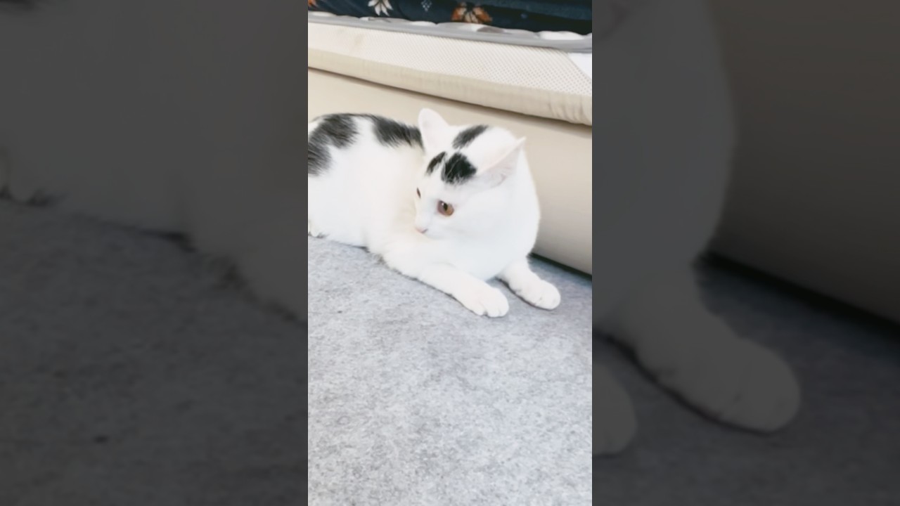 【猫大暴れ】猫パンチと頭突きに怯えるおじさん、ショートバージョン#保護猫 #ねこ #猫のいる暮らし #ミルねーさん #shorts #cat