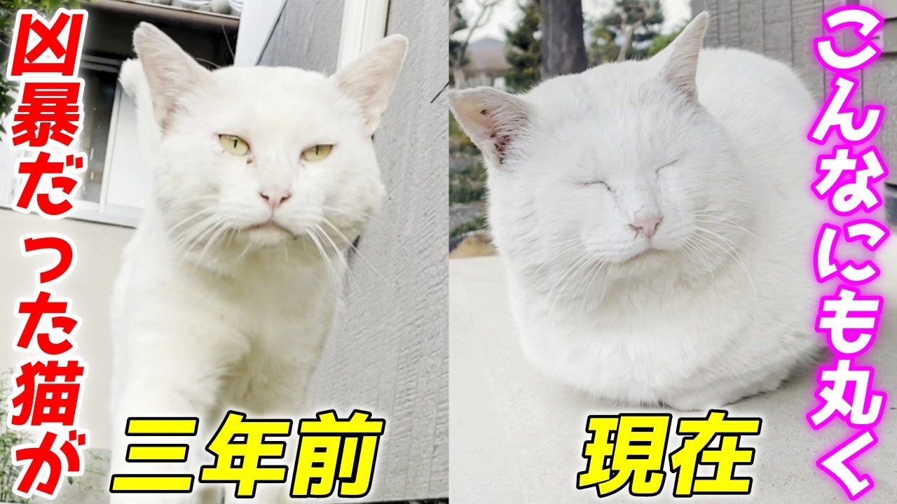 元ボス猫だった三毛母猫の旦那さんが穏やかな顔になってきました！[三毛母猫の旦那]