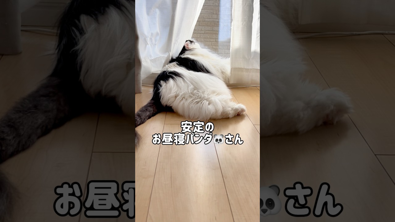 【大きなスコ】パンダ🐼さんの日光浴☀️#shorts #cat #スコティッシュフォールド #ハチワレ #猫のいる暮らし #猫動画 #catvideos