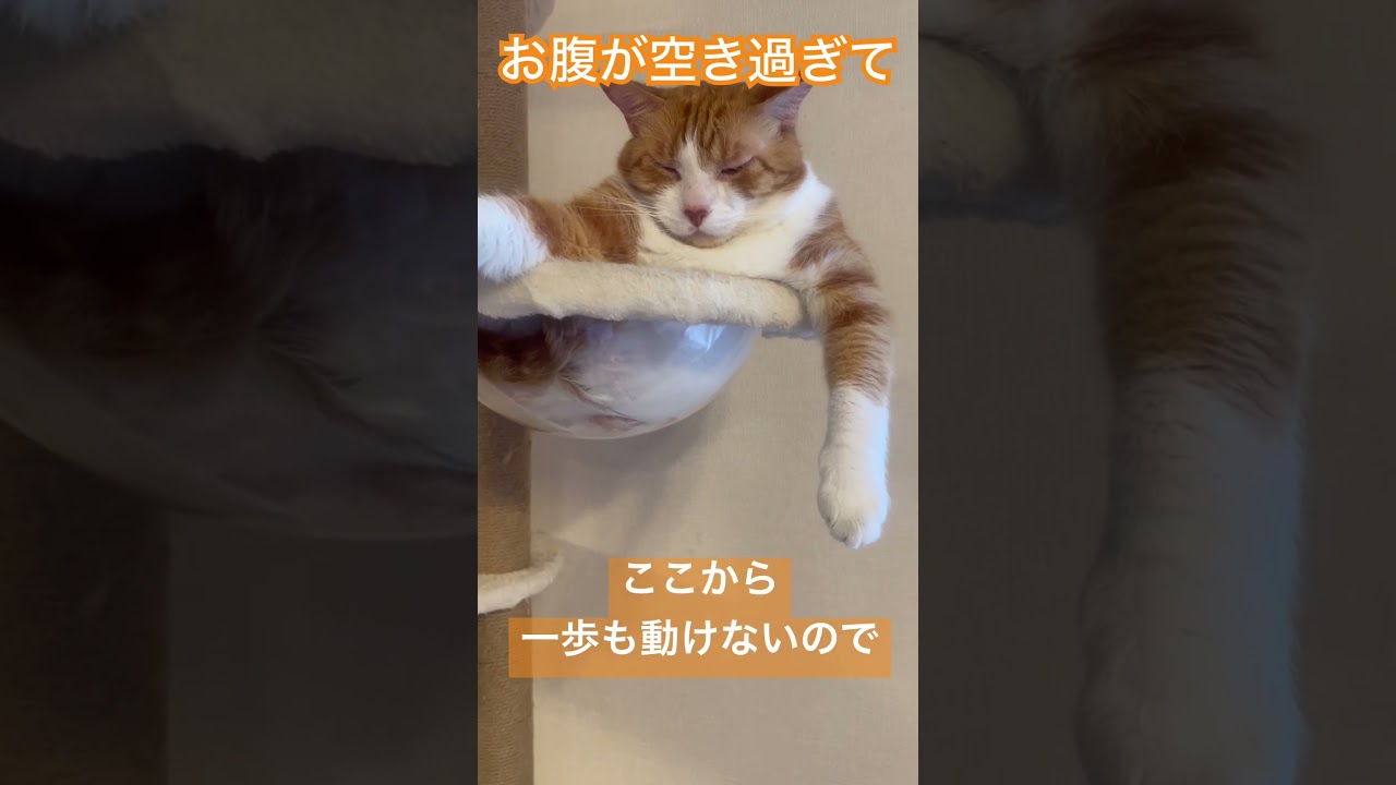 語りかける茶トラ猫がコチラ！#shorts #あのーすいません #cat #고양이 @Kuoranineko