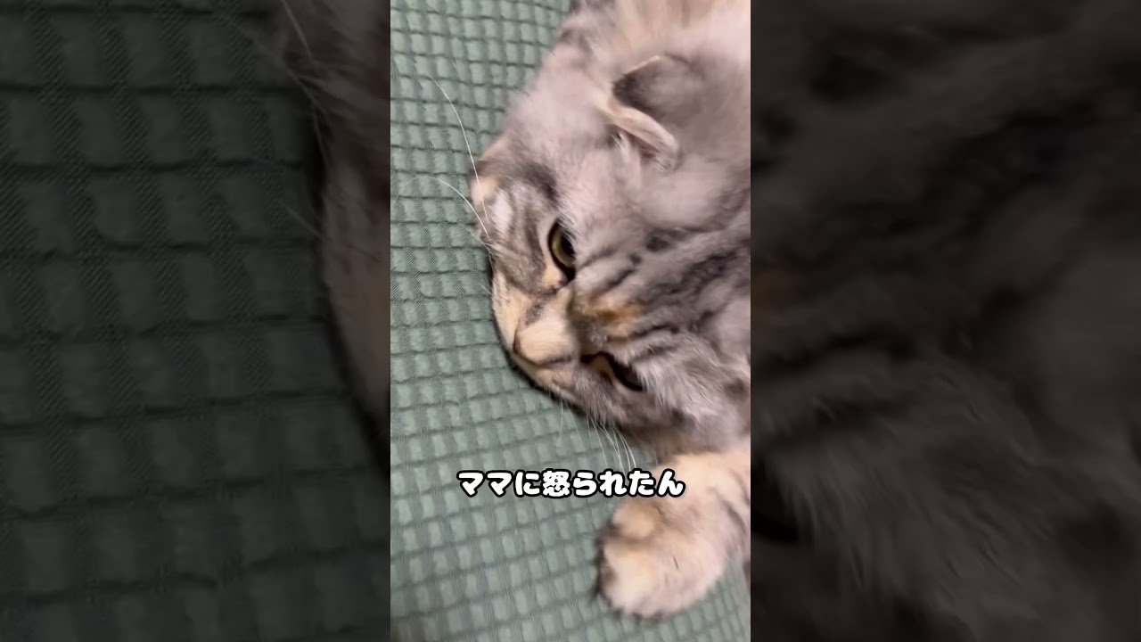 ママに怒られた💦 #cat #猫動画 #スコティッシュフォールド #ねこ