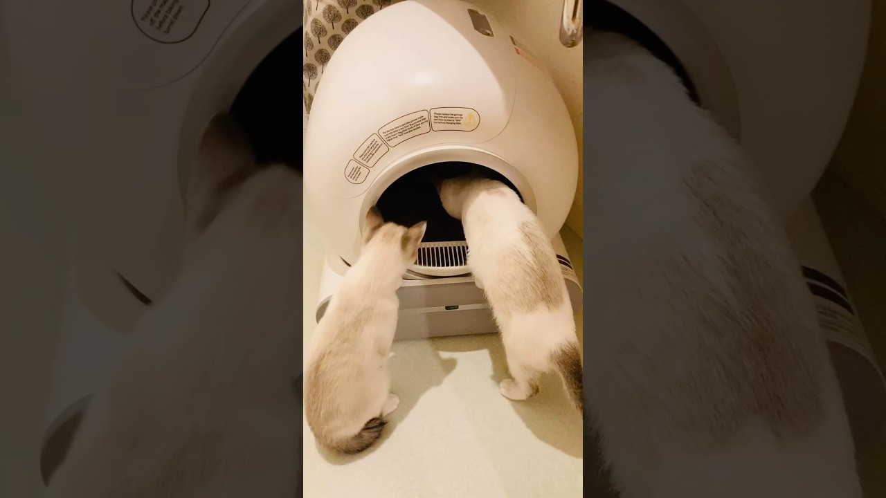 未来へのタイムカプセル的な。。#雪月花#子猫#猫#シャムMIX#play#cat#kitten#自動ネコトイレ