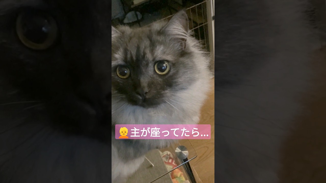 【猫動画】猫が集まってきて膝の上で寝始めました。かわいい猫の生態 #マンチカン #cat #munchkin #shorts