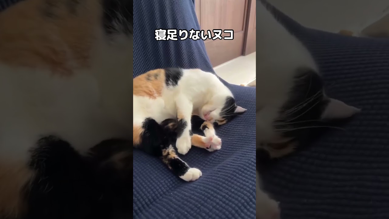 日曜11時の私と同じ挙動してる猫が愛おしい #猫 #うたた寝 #ねこ