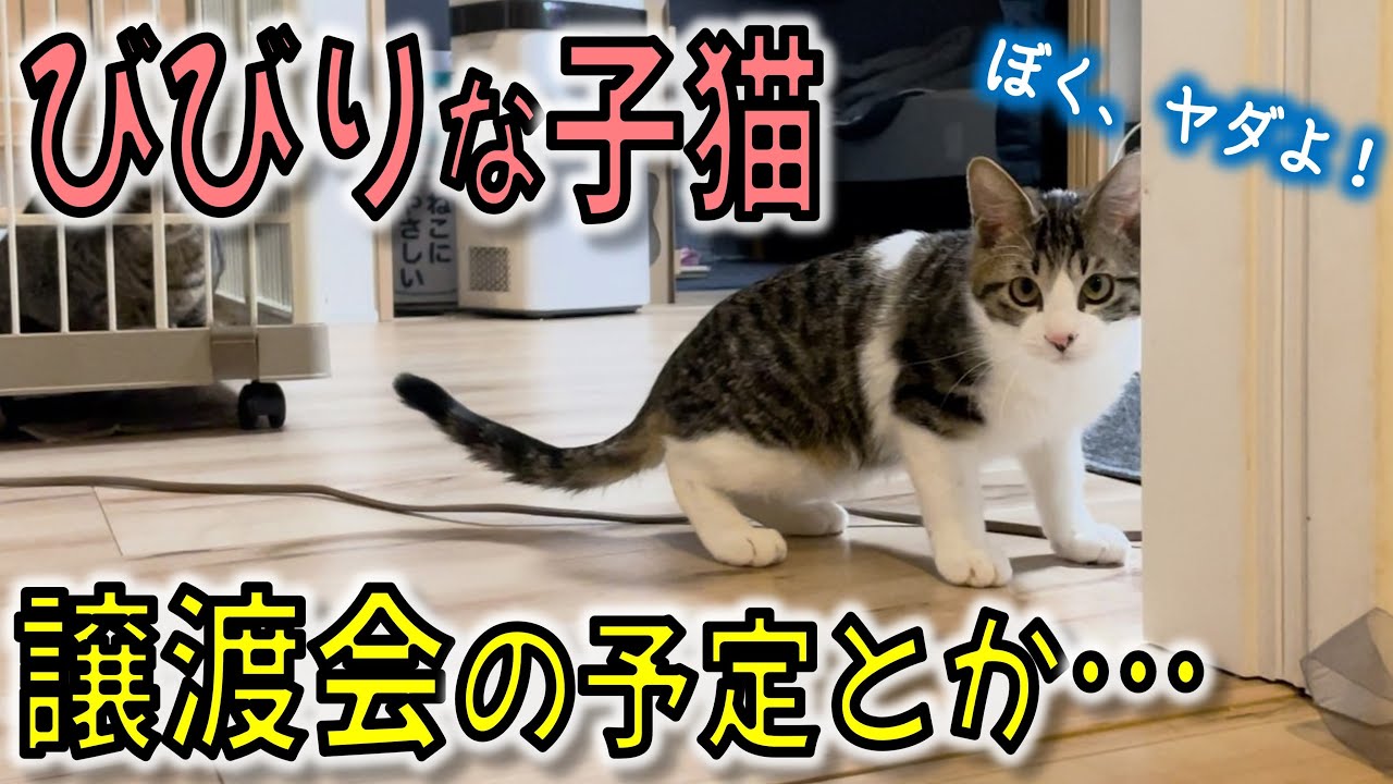 お別れの日も近い…！子猫たちと遊びながら、譲渡会や今後の予定…