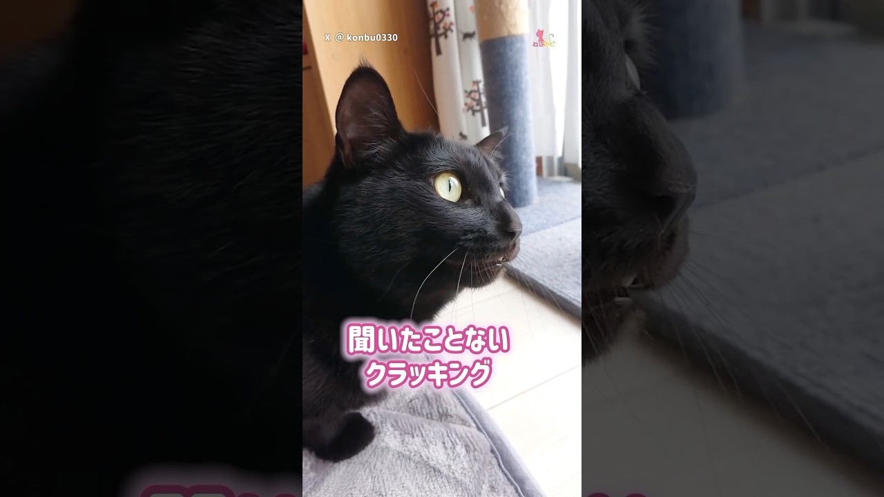 へたっぴクラッキング #猫