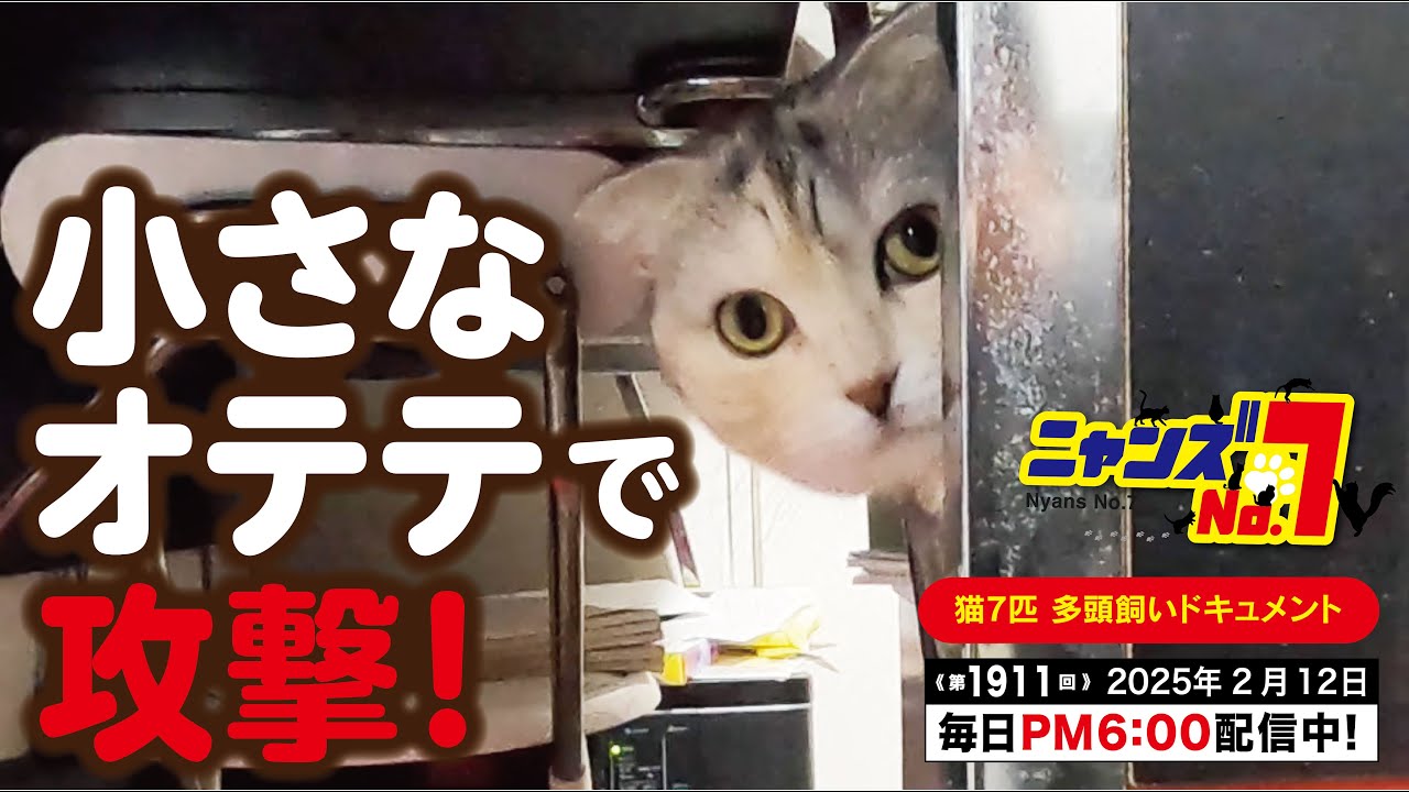 《第1911回》小さなオテテで攻撃！
