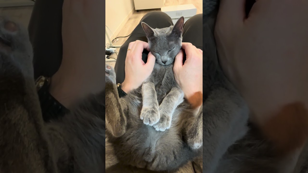 無防備な体制で寝る猫　#猫 #cat #ロシアンブルー #猫のいる暮らし