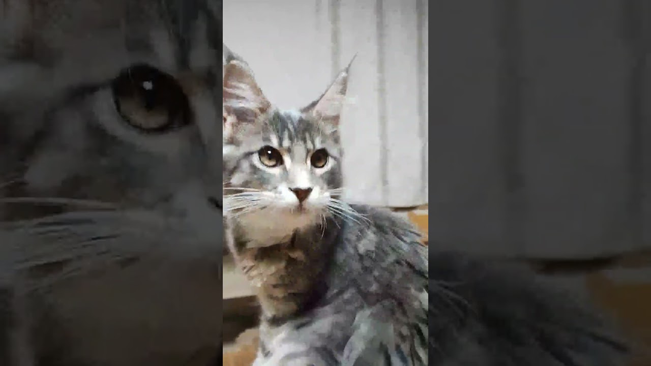 テーブルの上に来たブルーのメインクーン子猫ノートちゃんです♥