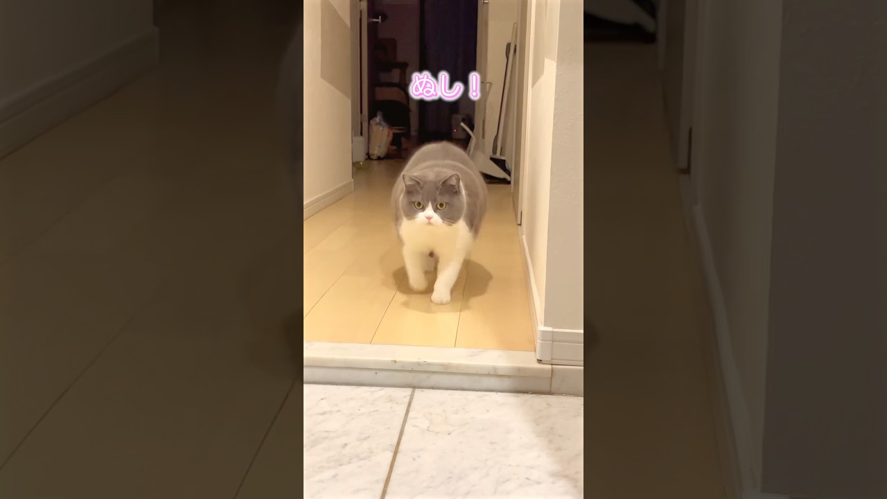 かわいいしか出てこない#猫 #cat #ブリテッシュショートヘアー #猫のいる暮らし #ねこ #お出迎え猫  #お留守番猫