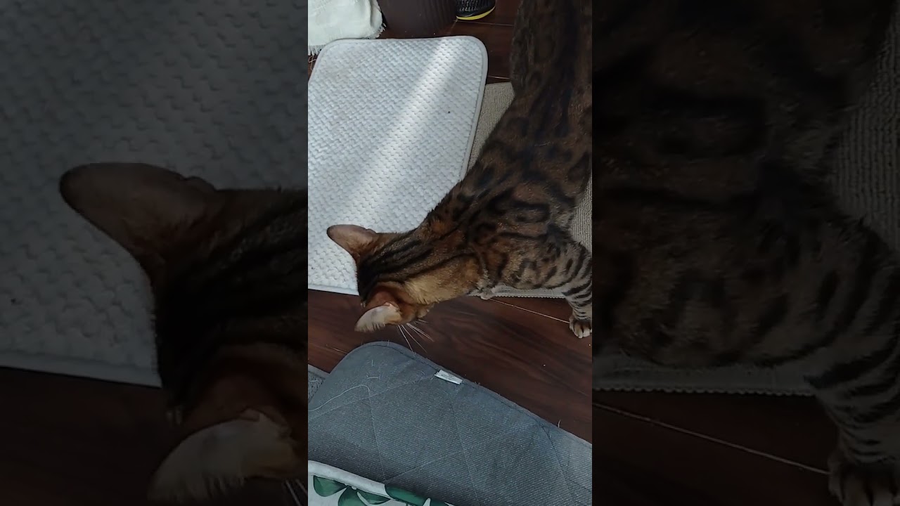 猫に話し掛けてる時ってこんなにキモいのかと驚愕。#ねこ #猫のいる暮らし #bengalcat #ベンガル猫 #こはく