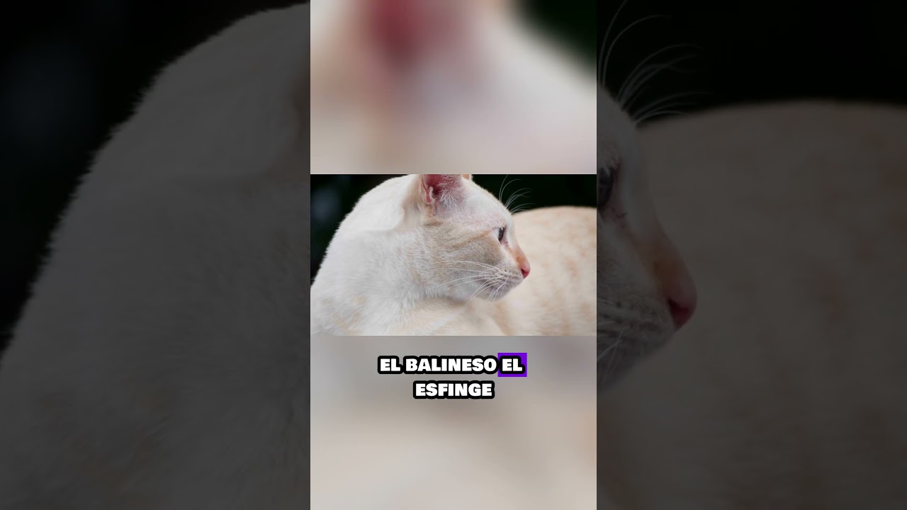 🐱🚫 ¿Los GATOS pueden causar ALERGIAS? Descúbrelo en 1 minuto!