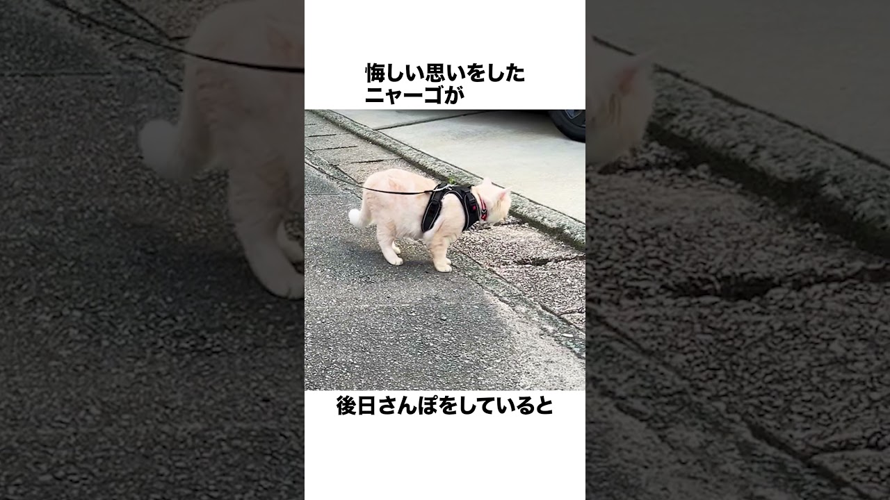 元野良ボス猫ニャーゴ伝説②