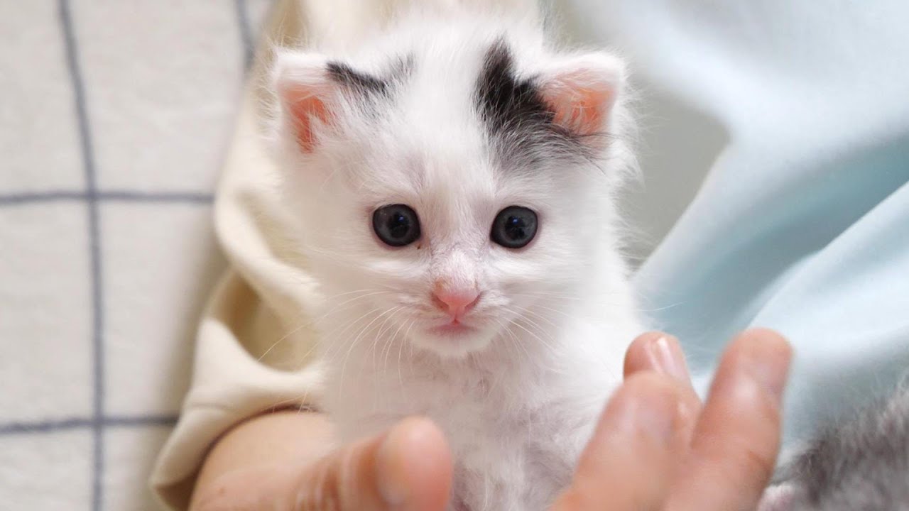 睡魔と戦う子猫でしたが、あっという間に完敗してしまう。【赤ちゃん猫　保護猫】