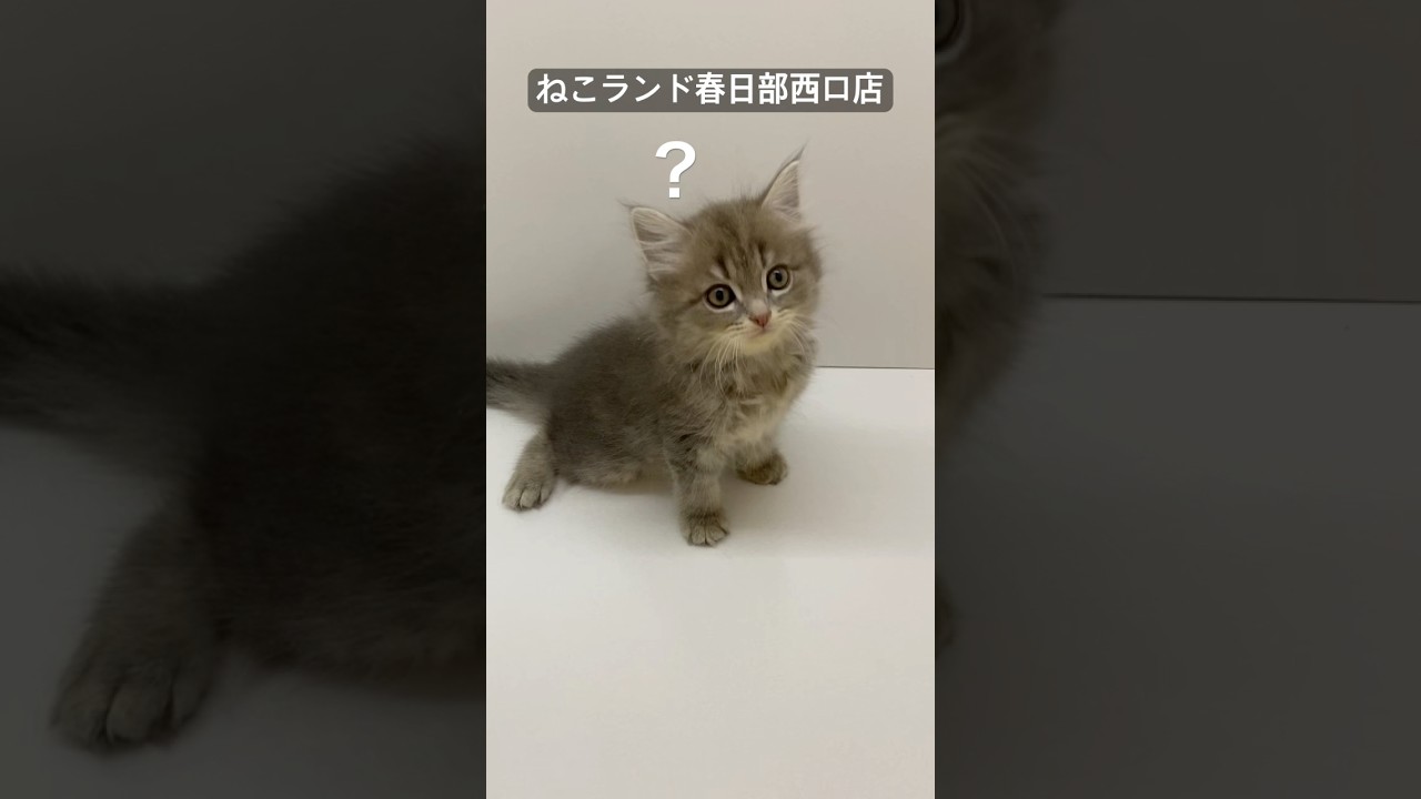【子猫販売】#サイベリアン #ねこ #ブリーダー #ねこランド #春日部