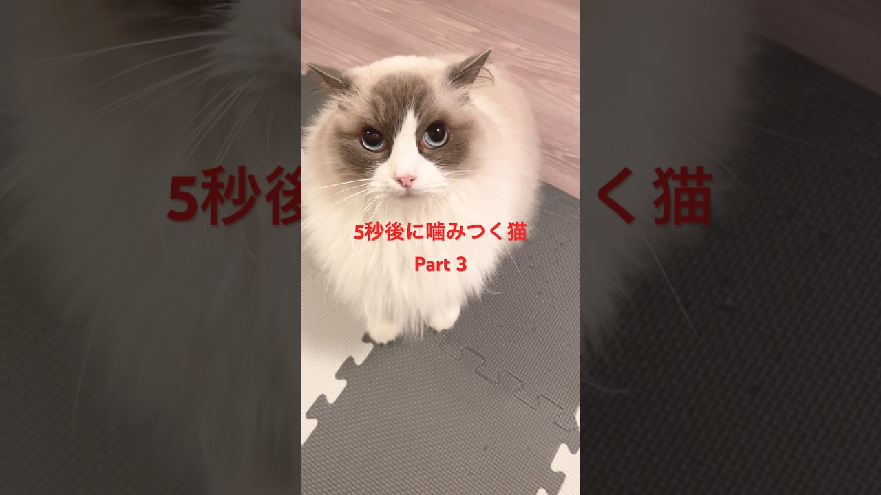 5秒後に噛みつく猫Part3 #ラグドール喧嘩チャンネル #ラグドール #ハチワレ猫 #猫のいる暮らし #猫のいる生活 #shorts