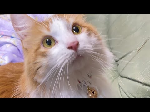 11時まで猫タイム！【マリー（メインクーン）】