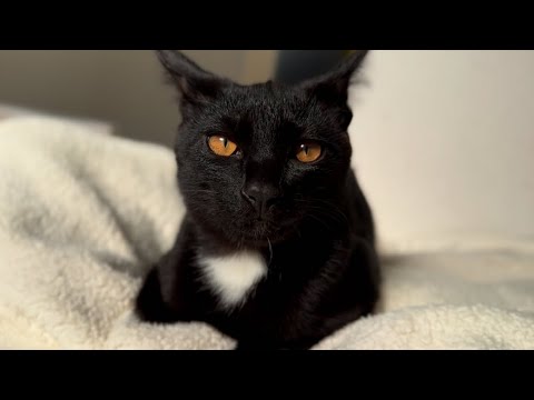 【子猫の可愛い寝顔🩷】真冬の暖房と寒がりな猫たち - Cat Vlog