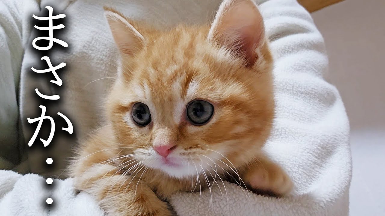 子猫と犬を対面させたら大変なことが...