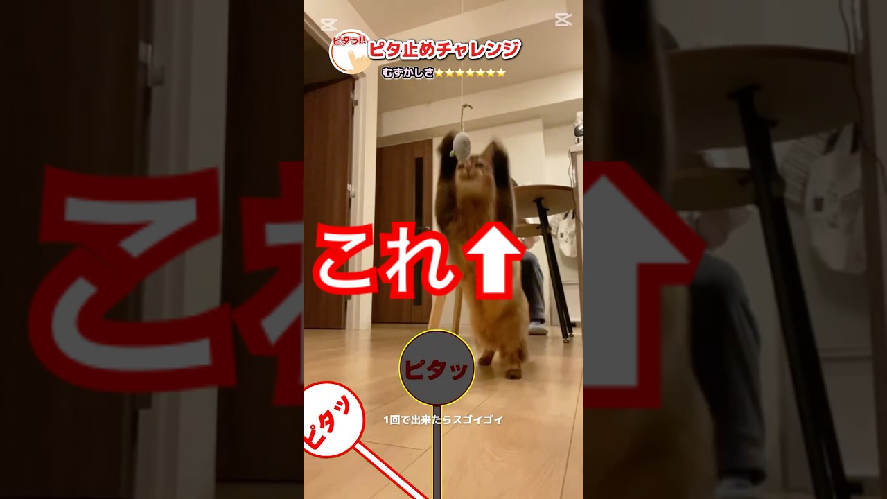 ん？見えてない？ #cat #ソマリ #猫のいる暮らし #ねこねこ #ネコ #ねこの動画 #ねこ動画