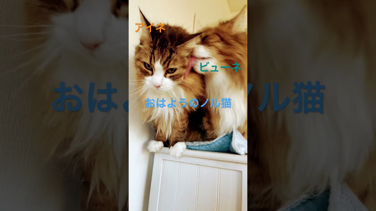 #shorts #ノルウェージャンフォレストキャット #cat #animals #猫のいる暮らし #猫 #猫のいる暮らし