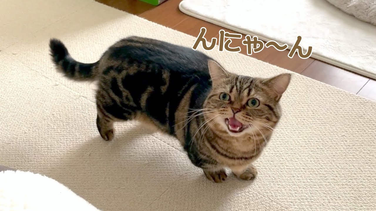 メルの「んにゃ〜ん」の破壊力がすごすぎた！