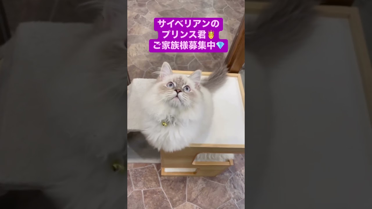 抱っこができる#サイベリアン の#子猫 😻世界チャンピオン血統のプリンス君🤴青目の王子様💎ご家族様募集中です。40種類の遺伝子疾患に対して5年間の健康保証をお付けします。#ペットショップ
