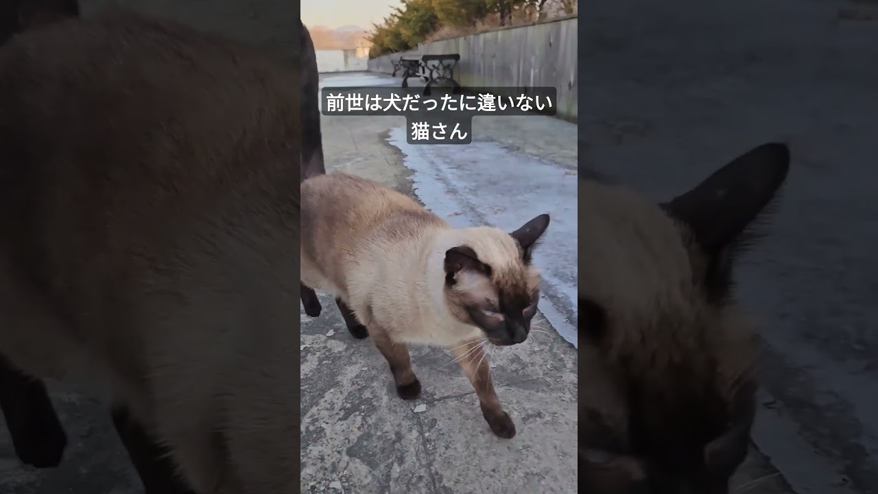 雪が溶けてうれしい猫がこちら。 #シャム猫ひおろ #cat