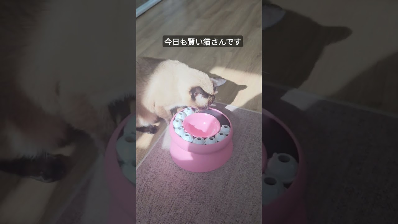 一つずつ丁寧にクリアするスマート猫さん #シャム猫ひおろ #cat