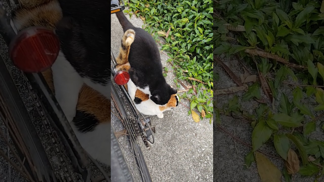 バットニャン軍団に自転車を取り囲まれる 三毛猫ちゃんとも少しづつ距離が縮まってる