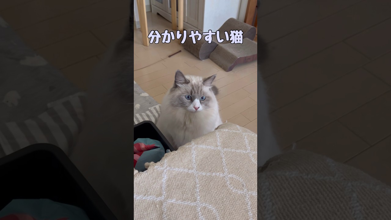 分かりやすい猫 #shorts #猫動画 #サイベリアン #cat #まな猫
