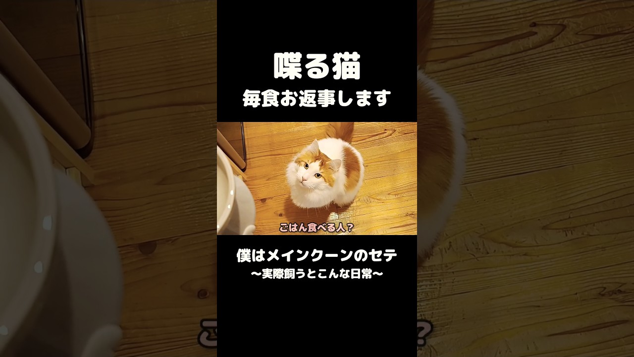「ごはん」って喋る猫 #メインクーン #猫 #猫のいる暮らし #mainecoon #cat #talkingcat