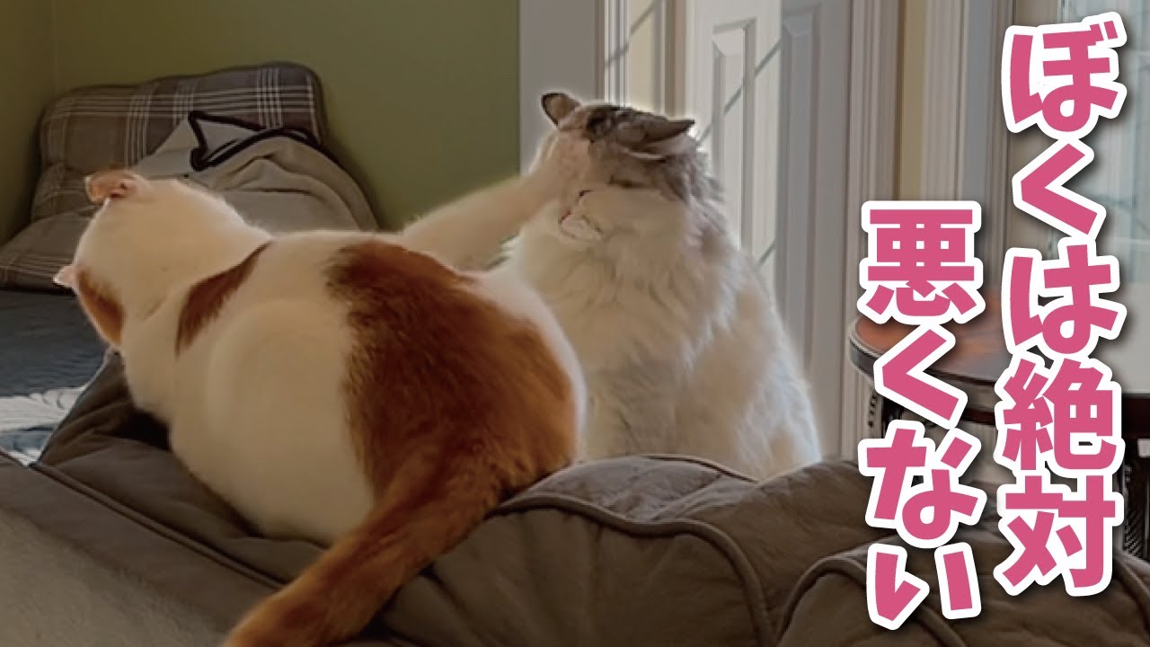 自分は被害者だと言いはってきかない猫がこちらです【関西弁でしゃべる猫】【猫アテレコ】