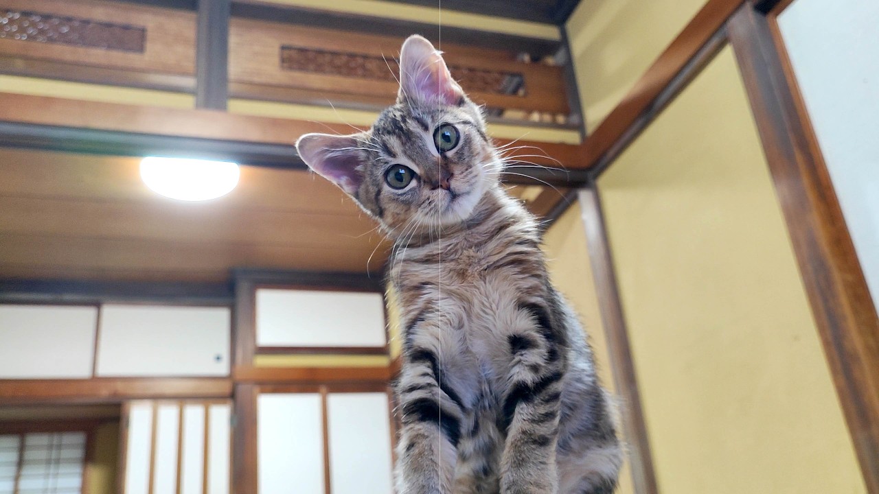 自分が出ている動画だけをずっと見続ける子猫。もしかして自分だとわかってる…？